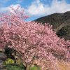 河津桜の見ごろと開花予想