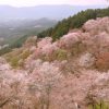 奈良 吉野桜の見ごろと開花予想