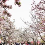 造幣局 桜の通り抜けの見ごろ
