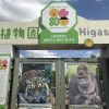 東山動物園のイケメンゴリラ シャバ―二は名古屋で有名
