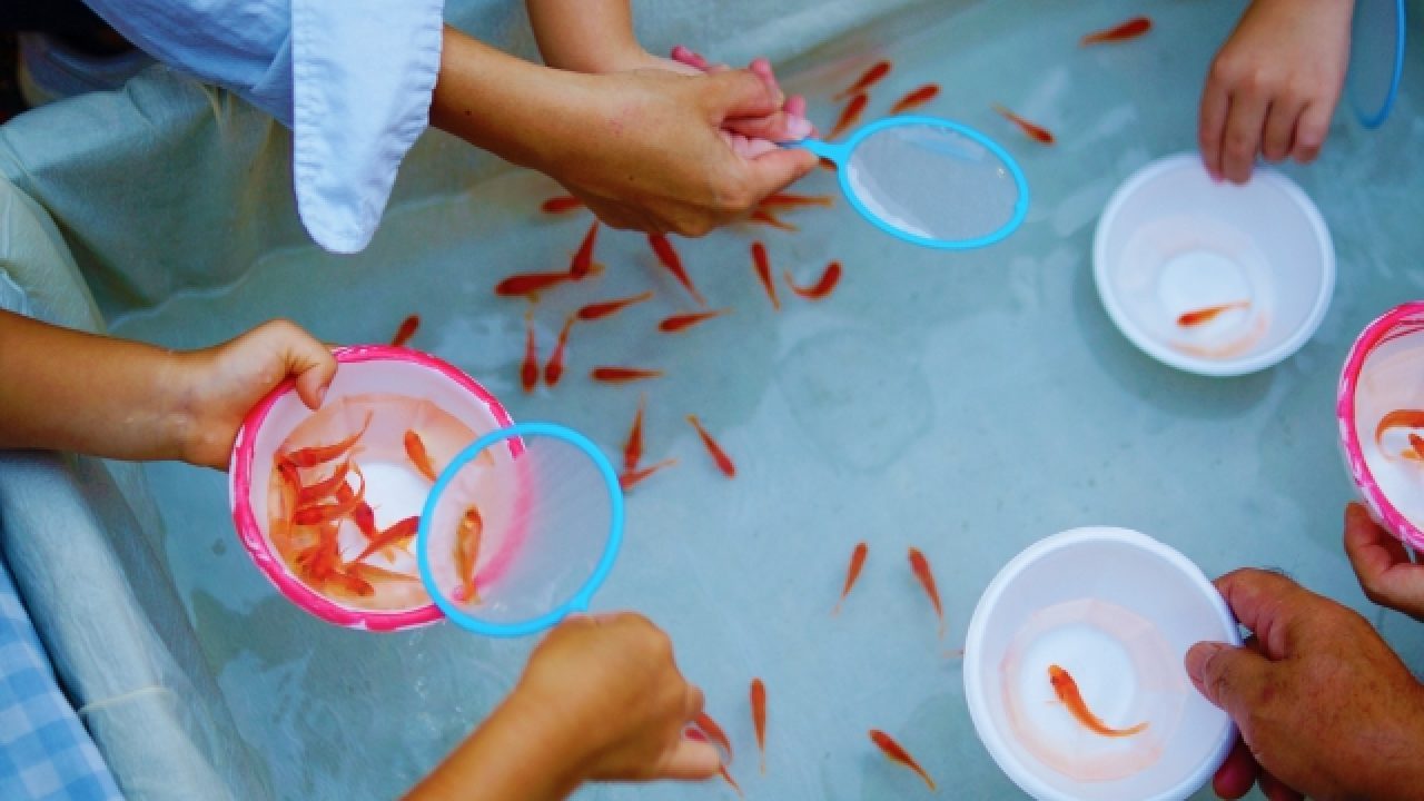 夏祭り 金魚すくいの基本と方法